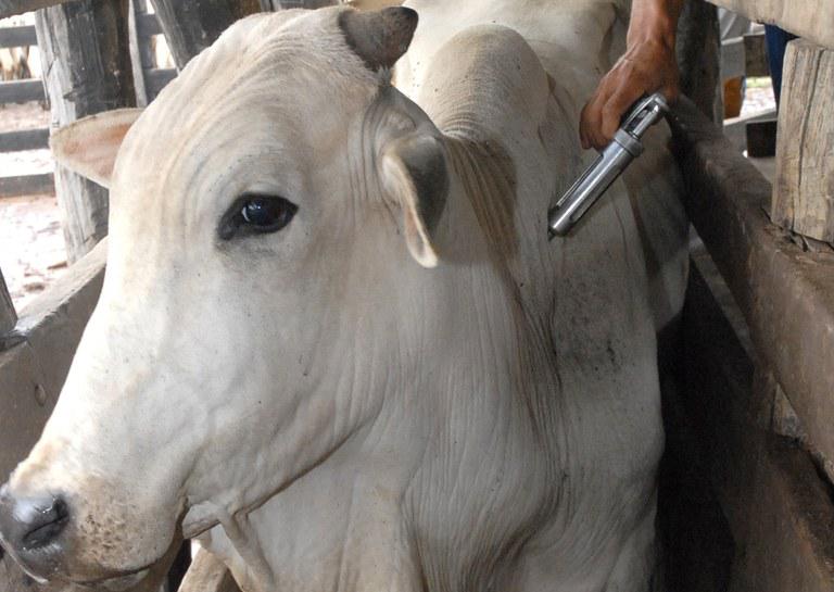 bovino sendo vacinado contra febre aftosa