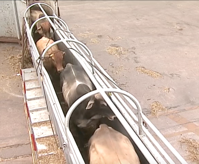 Se a exportação de gado vivo for proibida, como fica a pecuária?