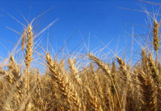 Trigo tem grande produtividade entre as culturas de inverno