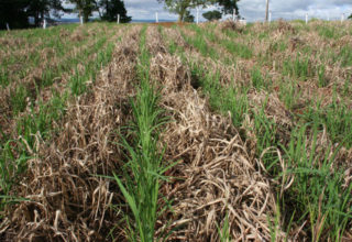 Plantio de arroz e milho está quase encerrado no Rio Grande do Sul