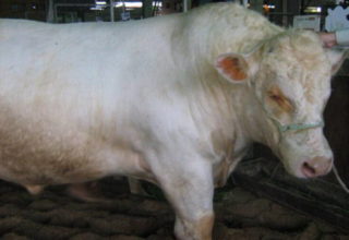 Conheça a Raça: gado charolês possui 150 mil animais registrados no país