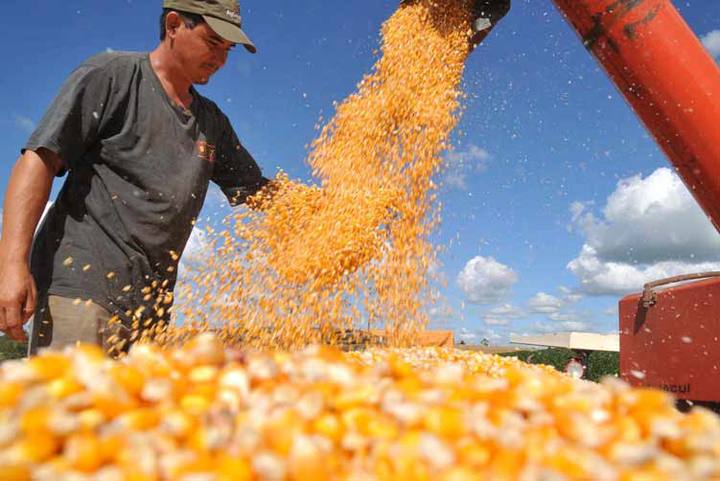 Oferta de milho supera demanda