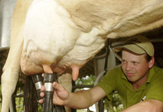 Chuvas colaboram para maior oferta de leite em Mato Grosso, segundo Imea