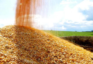SC oferece calcário e sementes para aumentar a produtividade de milho