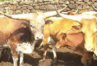Criadores de gado franqueiro lutam por reconhecimento da raça junto ao Ministério da Agricultura