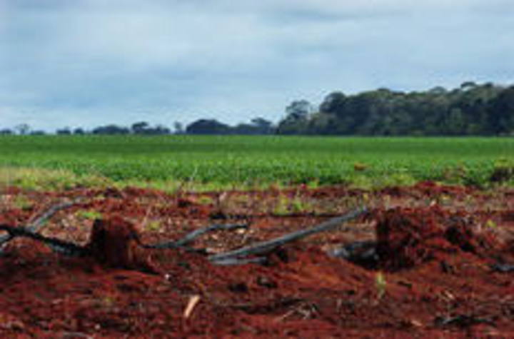 Governo recomeça articulações para aprovação do novo Código Florestal