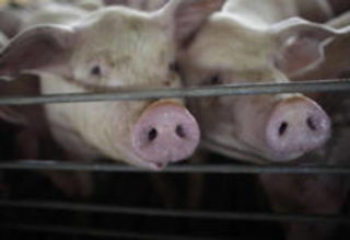 Operação Carne Fraca ainda reflete no mercado de suínos