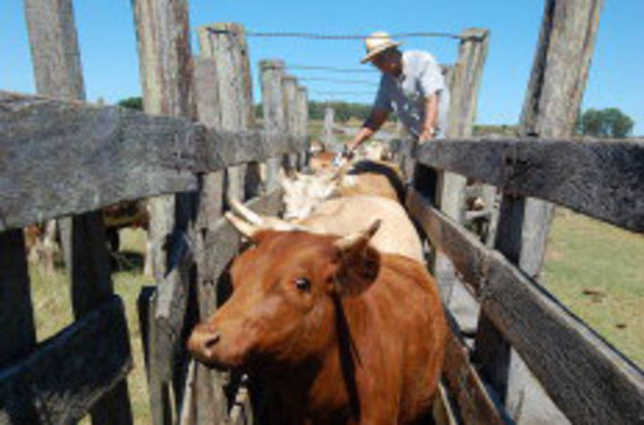 Esalq/USP oferece cursos sobre manejo de bovinos