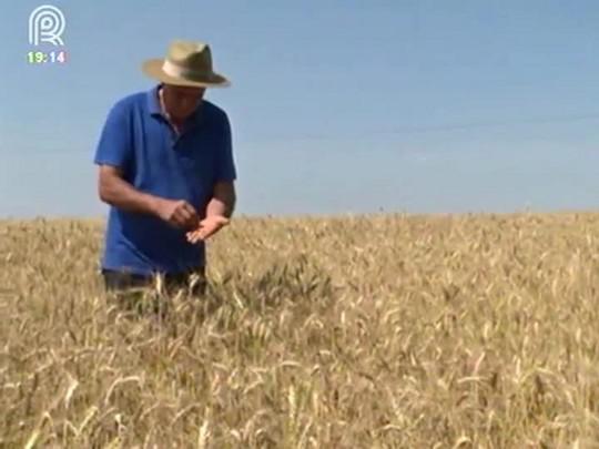 Comercialização antecipada da soja ainda é baixa no norte do Paraná