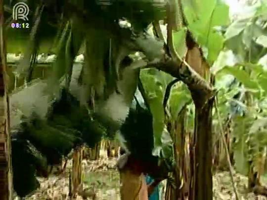 Entenda como funciona o cultivo de bananas no Brasil