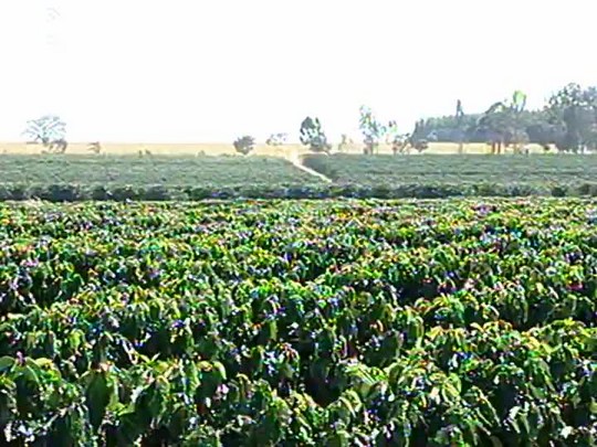 Chuva tardia é insuficiente para recuperar produção de café deste ano