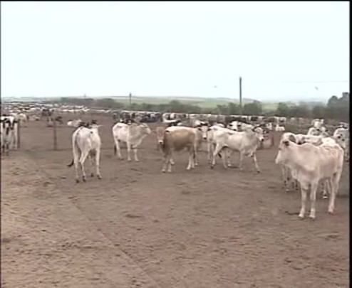 Dr. Pecuária mostra as causas do Mal da Vaca Louca