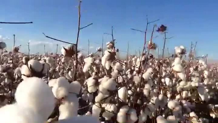 Vlog 27 – Campos de algodão