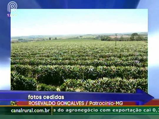 Baixo volume de chuva pode prejudicar folhadas de café em Minas Gerais