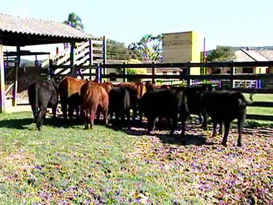 Campanha de vacinação contra a aftosa chega ao fim no Rio Grande do Sul