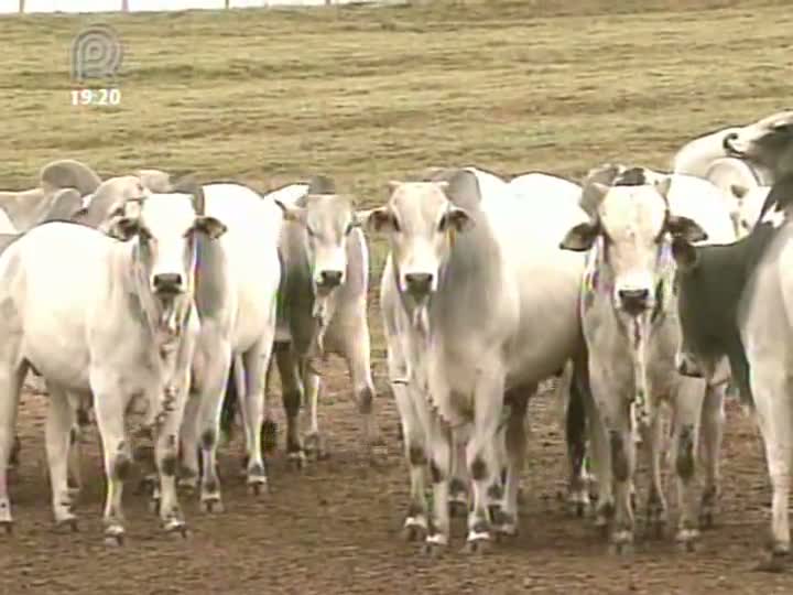 Mercado do boi gordo inicia semana em alta, aponta Scot