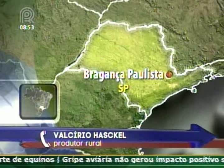 Produtor de milho deve estocar grão e aguardar preços melhores em Bragança Paulista (SP)