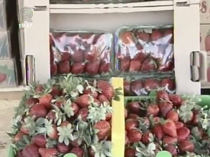 Produtores de morango do Distrito Federal comemoram a boa expectativa para a colheita da fruta