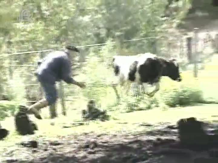 Raiva herbívora mata quatro mil animais no Rio Grande do Sul