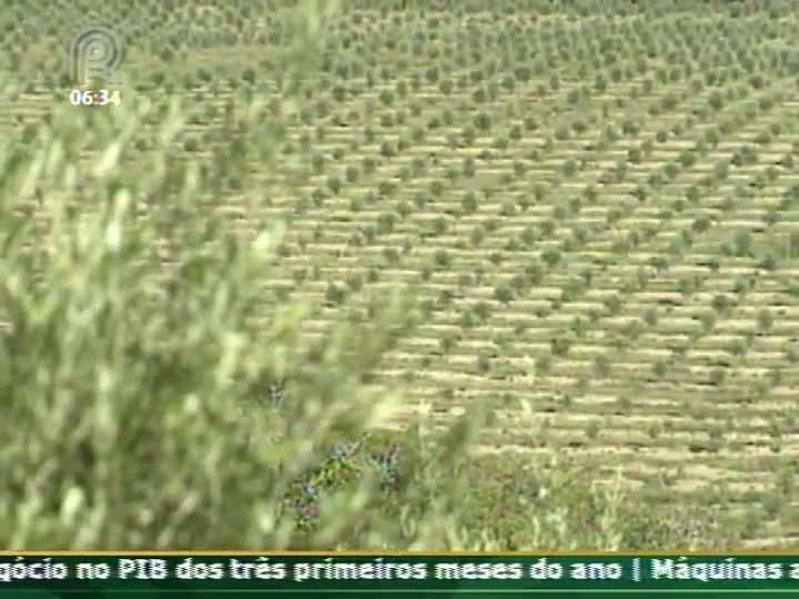 Técnica Rural destaca o cultivo de oliveiras
