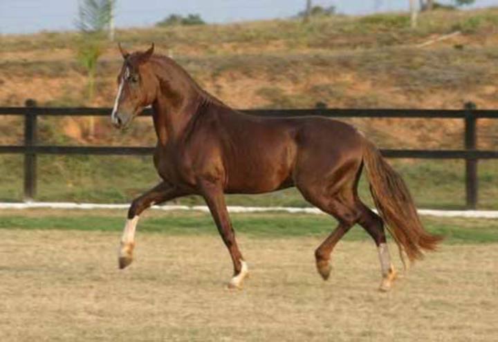 Como se chama quem corre de cavalo?