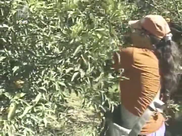 Colheita de bergamota no Vale do Caí (RS) deve ser 25% inferior à média anual da região