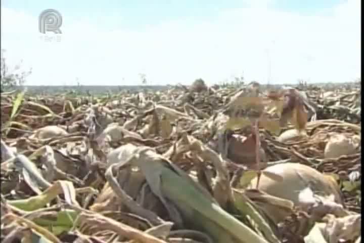 Onda de protestos pelo país atrapalha entrega da produção de cebolas de Minas Gerais para outros Estados