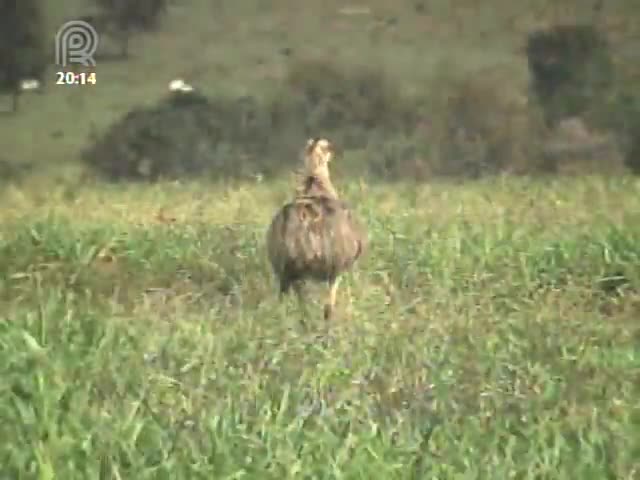 Manejo para o bem-estar animal