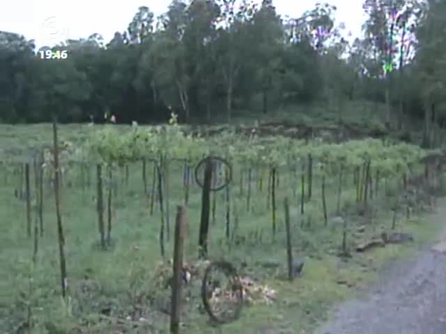 Fruticultura da serra gaúcha sofre severas perdas com temporais