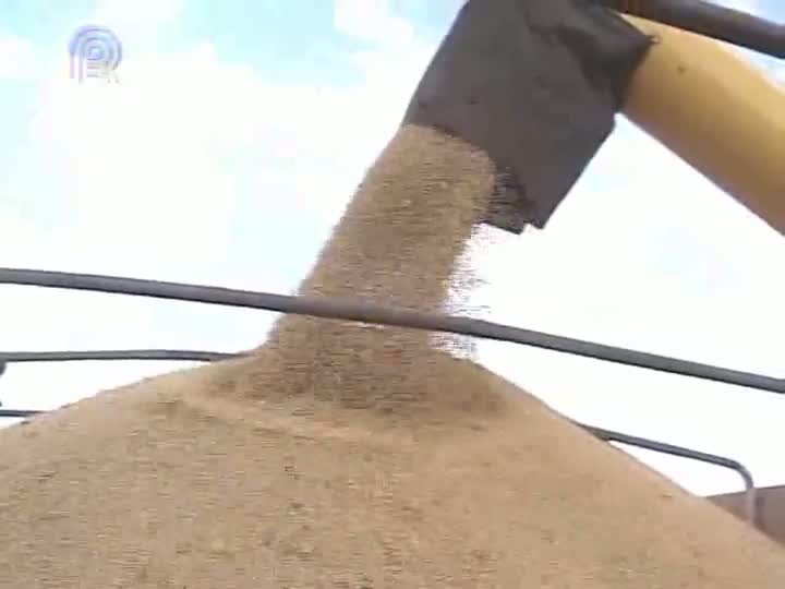 Produtores de soja de Mato Grosso estão preocupados com o escoamento da produção de 2014