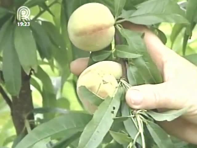 Municípios da Serra Gaúcha contabilizam perdas na fruticultura com as chuvas