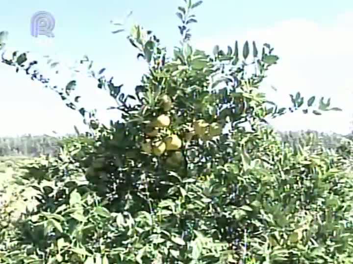 Produtores de tangerina do Rio Grande do Sul esperam safra de 60 mil toneladas