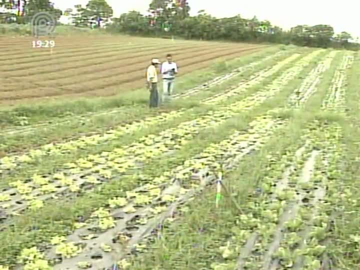 Consumo de alimentos orgânicos cresce e setor busca mais produtividade