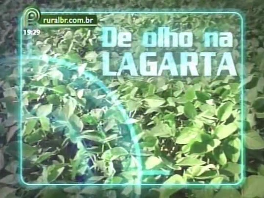 Presidente do Sindicato Rural de Luis Eduardo Magalhães fala sobre a lagarta helicoverpa na Bahia