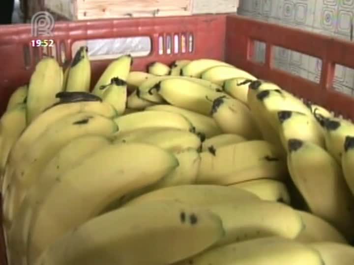 Nova variedade de fruta, banana platina deve chegar à mesa dos brasileiros no ano que vem