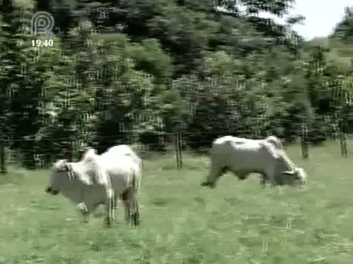 Pecuaristas de Minas Gerais reclamam da alta nos custos de produção