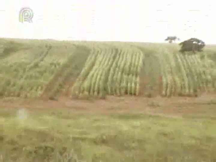 Sistema de integração Lavoura-Pecuária-Floresta alia grãos, eucalipto e gado em Minas Gerais