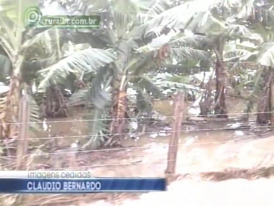 Fortes chuvas atingem plantações de banana e podem ter causado a morte de animais na região