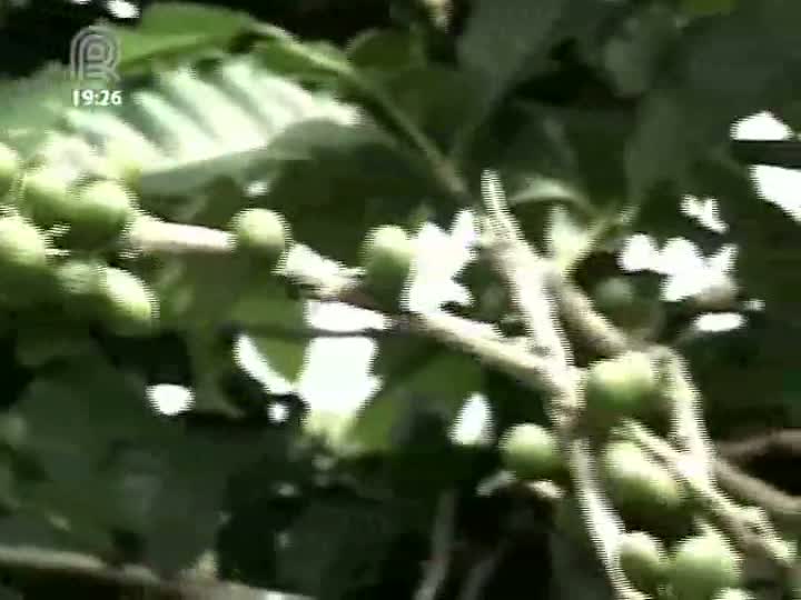 Com queda nos preços do café, produtores de Minas Gerais tentam reduzir custos de produção