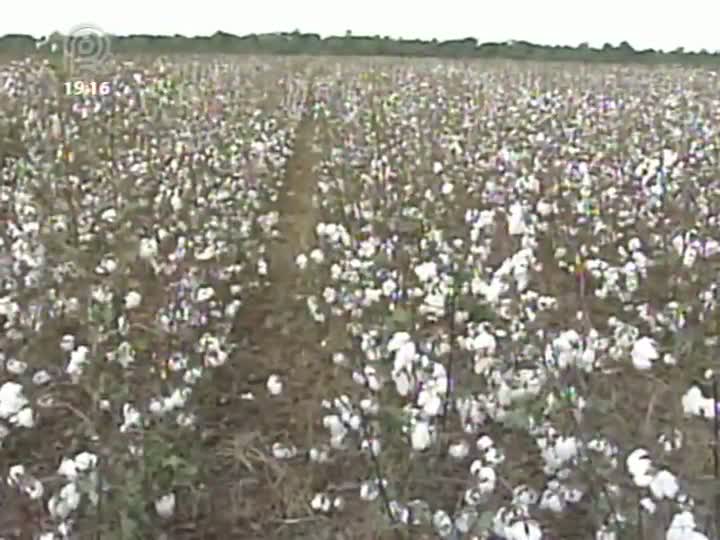 Lavouras de algodão de Mato Grosso atingidas pela helicoverpa sofrem com o alto custo de produção