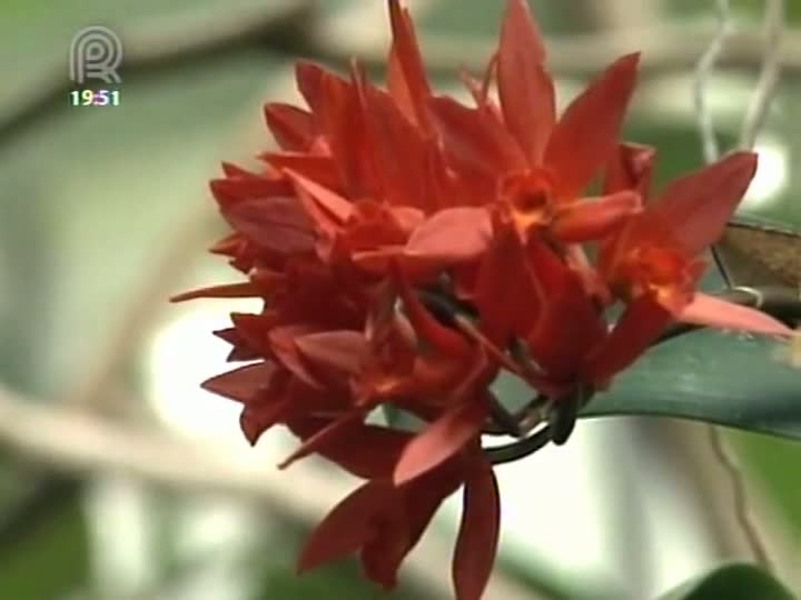 Variedades de orquídeas estão em exposição no Museu de História Natural de Paris, na França