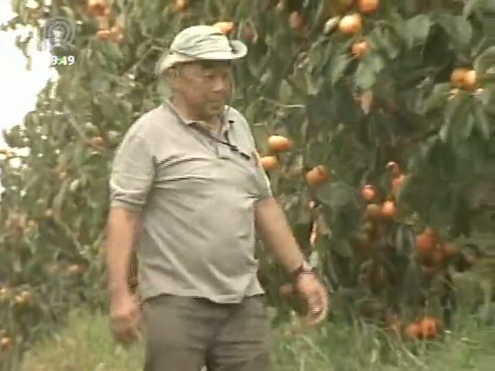 Apesar da chuva, produção de caqui deve aumentar em Mogi das Cruzes (SP)