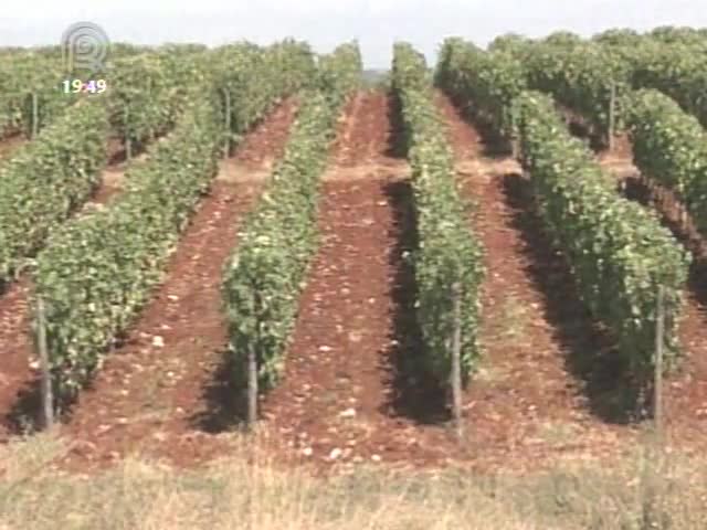 Croácia se destaca na produção de vinho