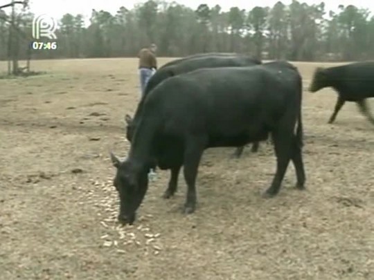 Mau tempo nos Estados Unidos pode elevar o preço da carne bovina