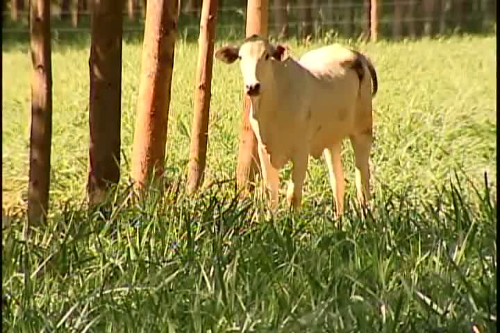 Política nacional de integração lavoura-pecuária-floresta deve entrar em vigor em 180 dias