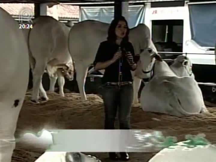 Primeiros campeões da Expoinel Minas 2013 são conhecidos