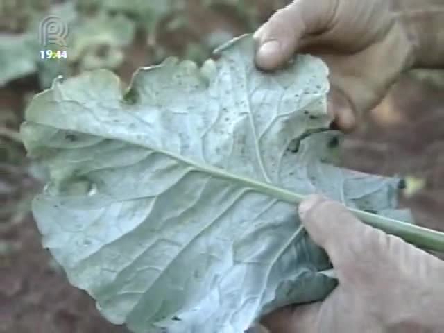 Preço das hortaliças tem oscilado nos últimos meses