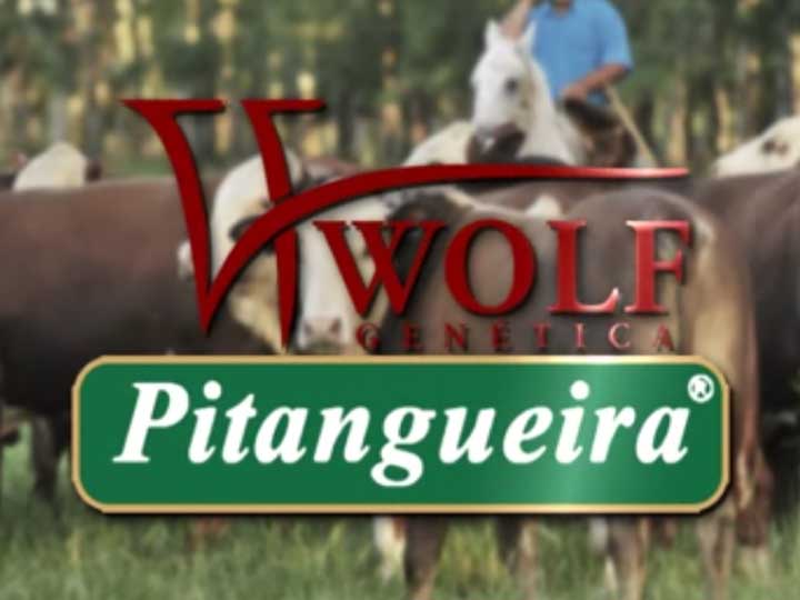 Leilão Wolf Genética e Pitangueira