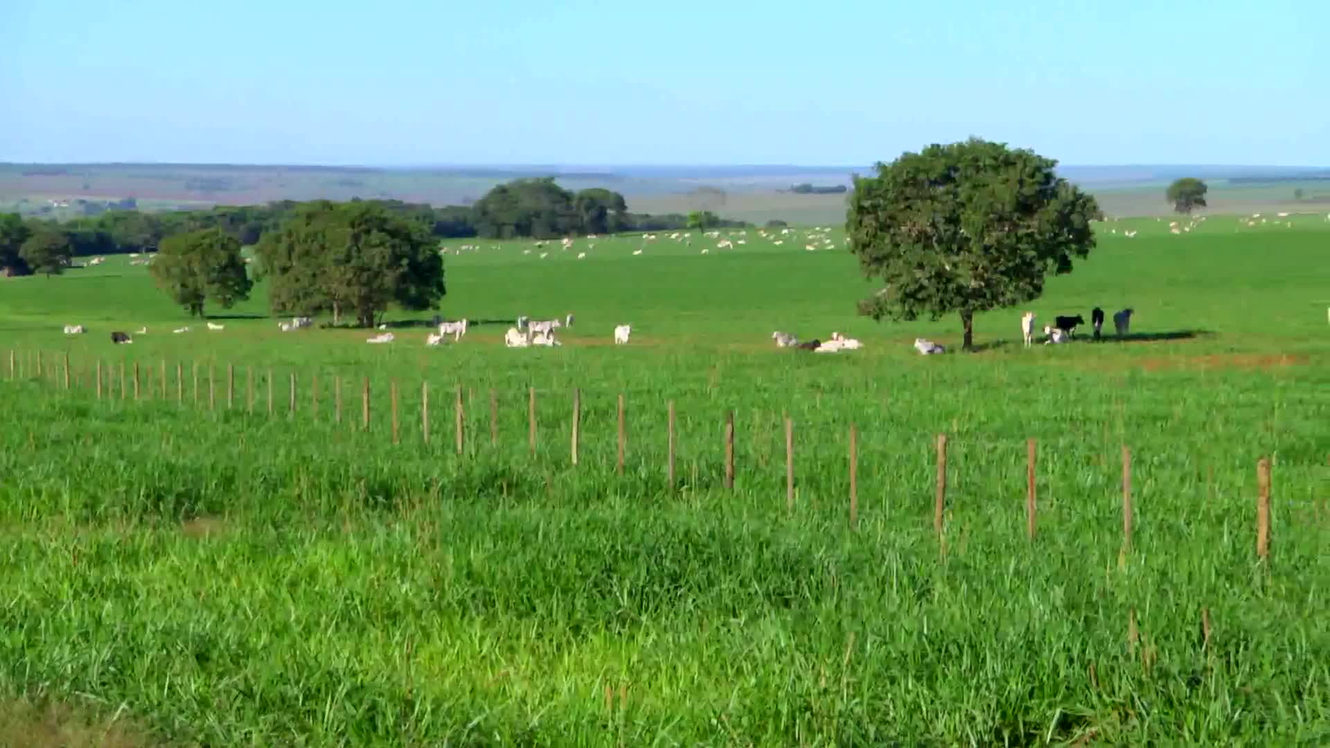 Parceiros do Campo- Bandeirantes - MS