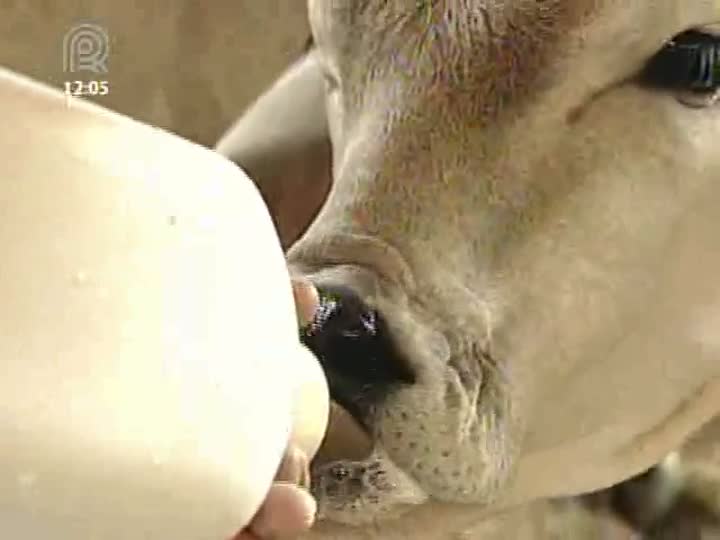 Conheça os benefícios do leite colostro